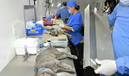 Esterilizaciones gratuitas.