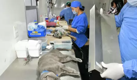 Esterilizaciones gratuitas.