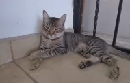 En temporada de calor, no hay que olvidarse de las mascotas