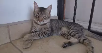 Gato, mascotas