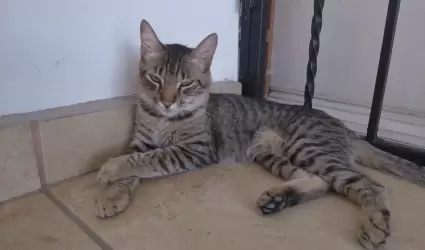 Gato, mascotas