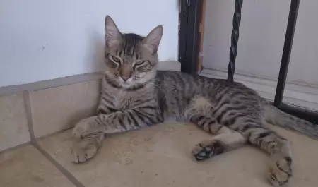 Gato, mascotas