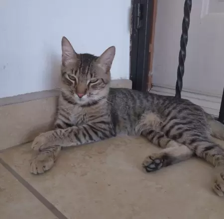 Gato, mascotas