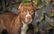 Pitbull ataca a su dueo que estaba en estado de ebriedad