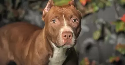 Pitbull