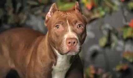 Pitbull