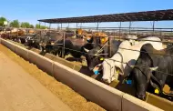 Gusano barrenador se extiende en Sonora: Suman 59 casos y detectan el primero en Hermosillo