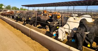 Vacas