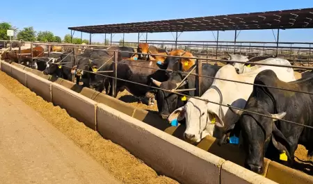 Vacas