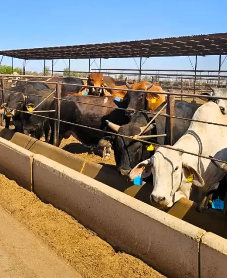 Vacas