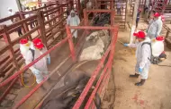 Acuerdan Mxico y Estados Unidos plan binacional contra el gusano barrenador
