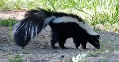 Zorrillo