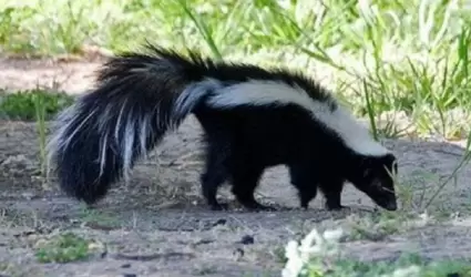 Zorrillo
