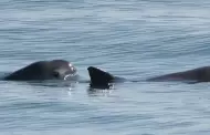 Acusan a Mxico de incumplir en proteccin de la vaquita marina