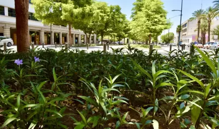 Bulevar Hidalgo