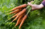 Las zanahorias de Finita