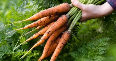 Zanahorias.