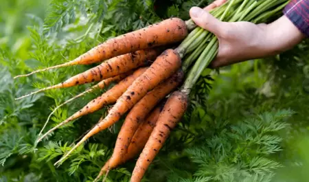 Zanahorias.