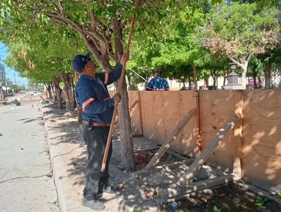 Corte de naranjas en la Plaza Zaragoza