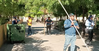 Poda de árboles de naranja en la Plaza Zaragoza