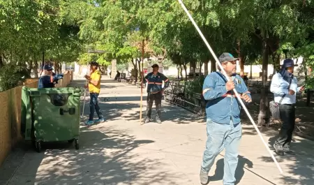 Poda de rboles de naranja en la Plaza Zaragoza