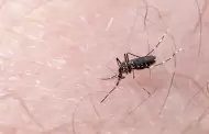 Salud Sonora distribuye abate y brigadas para prevenir dengue tras lluvias