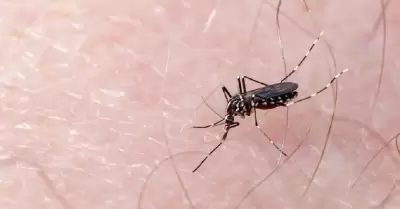 Dengue