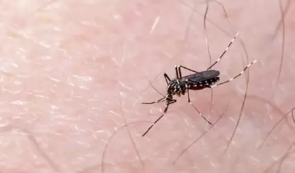 Dengue