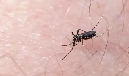 Dengue