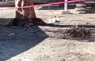 Bombas molotov iban dirigidas a un taller mecnico