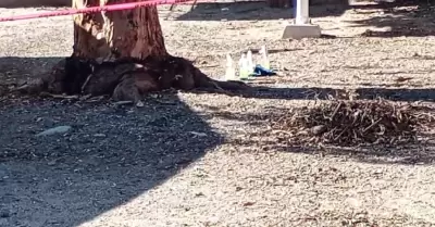 Bombas molotov en escuela de Hermosillo.