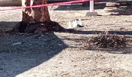 Bombas molotov en escuela de Hermosillo.