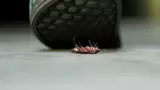 Cucaracha