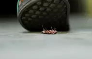Por qu no debes pisar a las cucarachas?