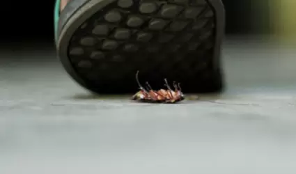 Cucaracha