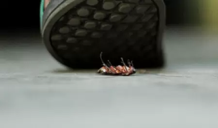Cucaracha