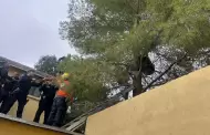 FOTOS Rescatan a oso silvestre en una casa de Agua Prieta