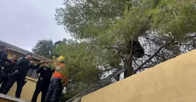 Rescate de oso.
