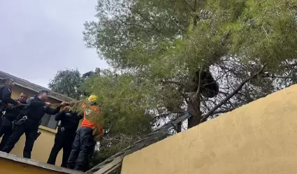 Rescate de oso.