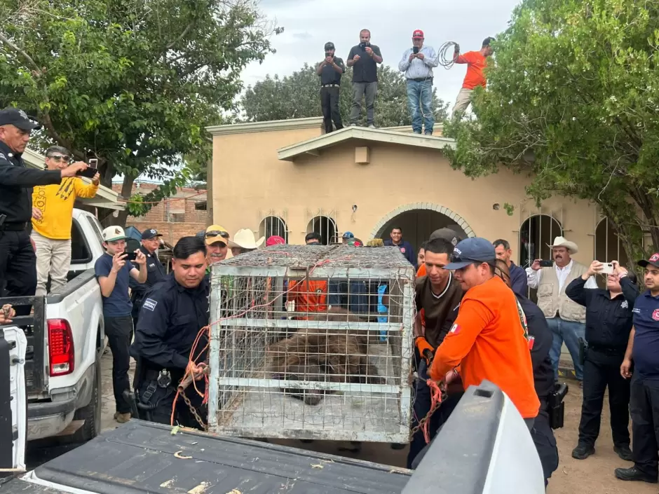 Rescate de oso.