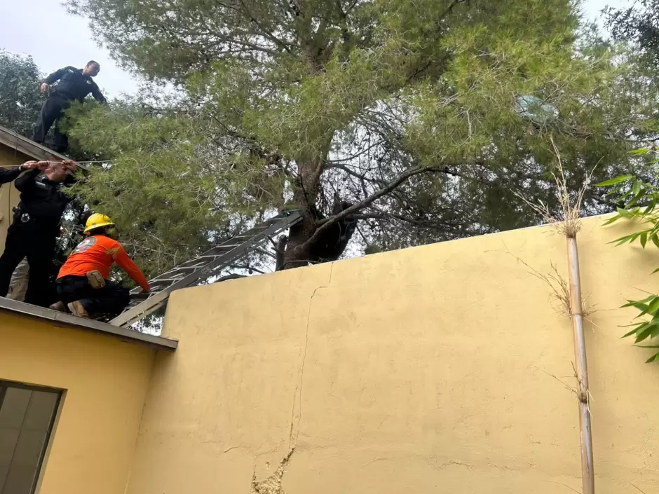 Rescate de oso.