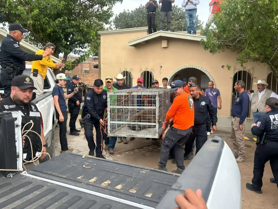Rescate de oso.