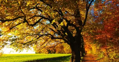 Otoño