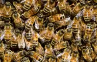Bomberos de Hermosillo han atendido 214 reportes de enjambres de abejas en 2025