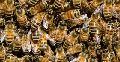 Abejas