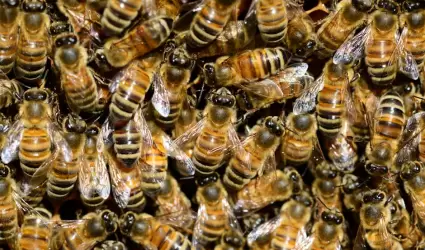 Abejas