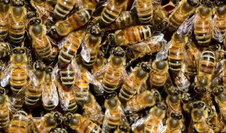 Abejas