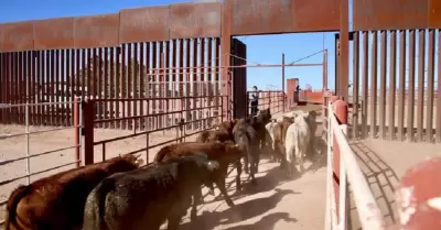Exportacin de ganado