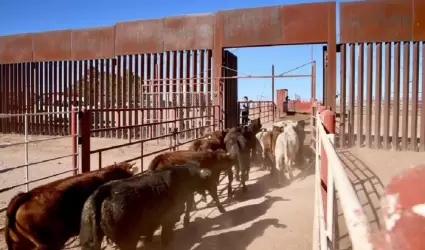 Exportacin de ganado