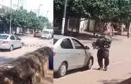 VIDEO.- Captan a hombre atrapando palomas en Iguala, Guerrero